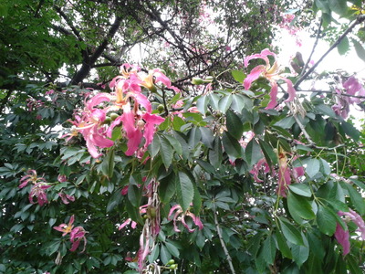 Unknown - tree with beautiful pink flowers