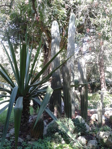 Cacti, Taormina Gardens