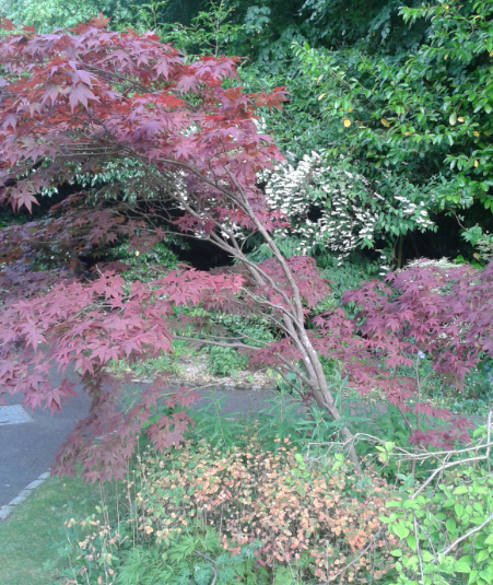 Acer2.jpg.png