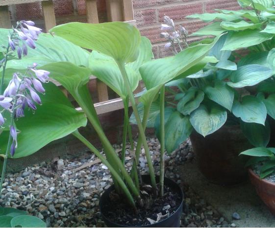 Hosta.jpg