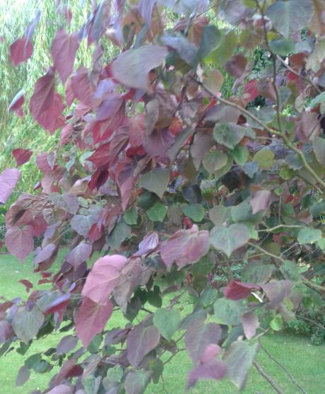 Cercis.jpg