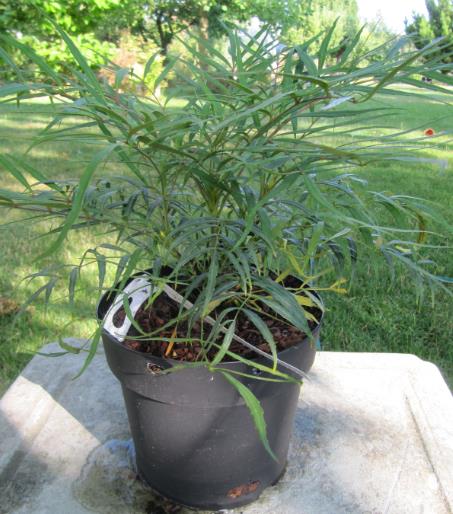 Mahonia_Soft_Caress_2.jpg