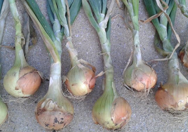 Onions.jpg