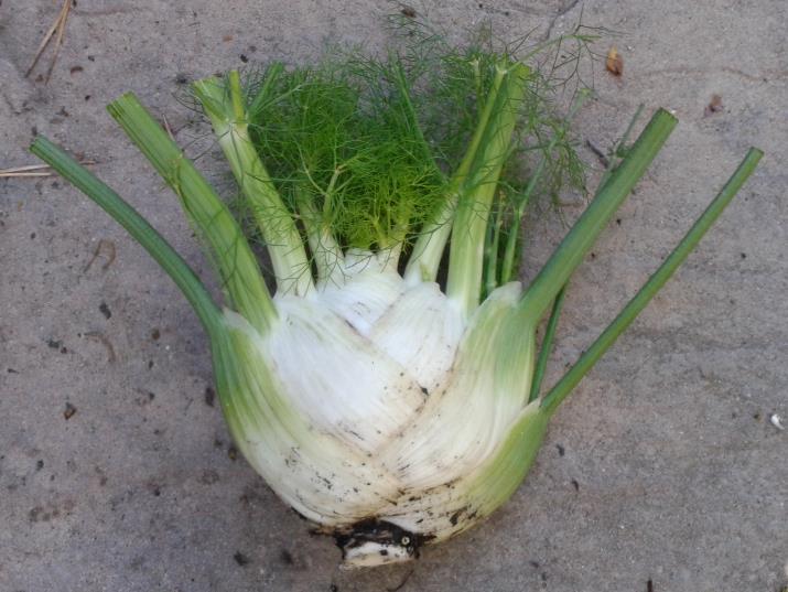 Fennel_1.jpg