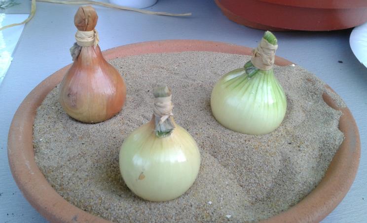 Onions_Shallots.jpg