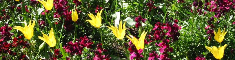 Tulips_and_Wallflowers.jpg