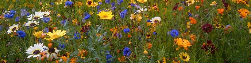 Wild_Flowers.jpg
