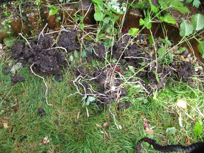 Enchanters_Nightshade_roots.jpg