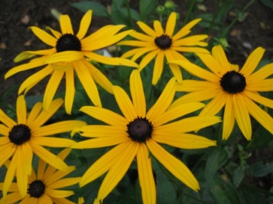 Rudbeckia_Goldstrum_1.jpg