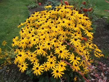 Rudbeckia_Goldstrum_2.jpg