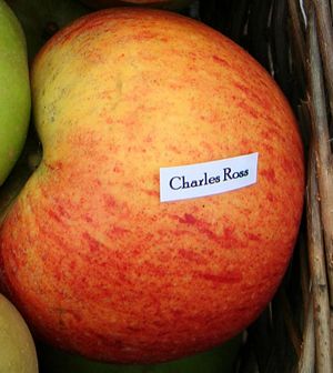 Apple_Charles_Ross.jpg