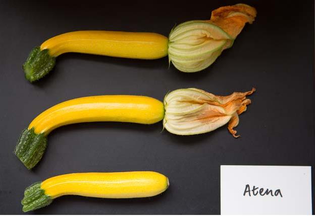 Atena_Courgettes.jpg