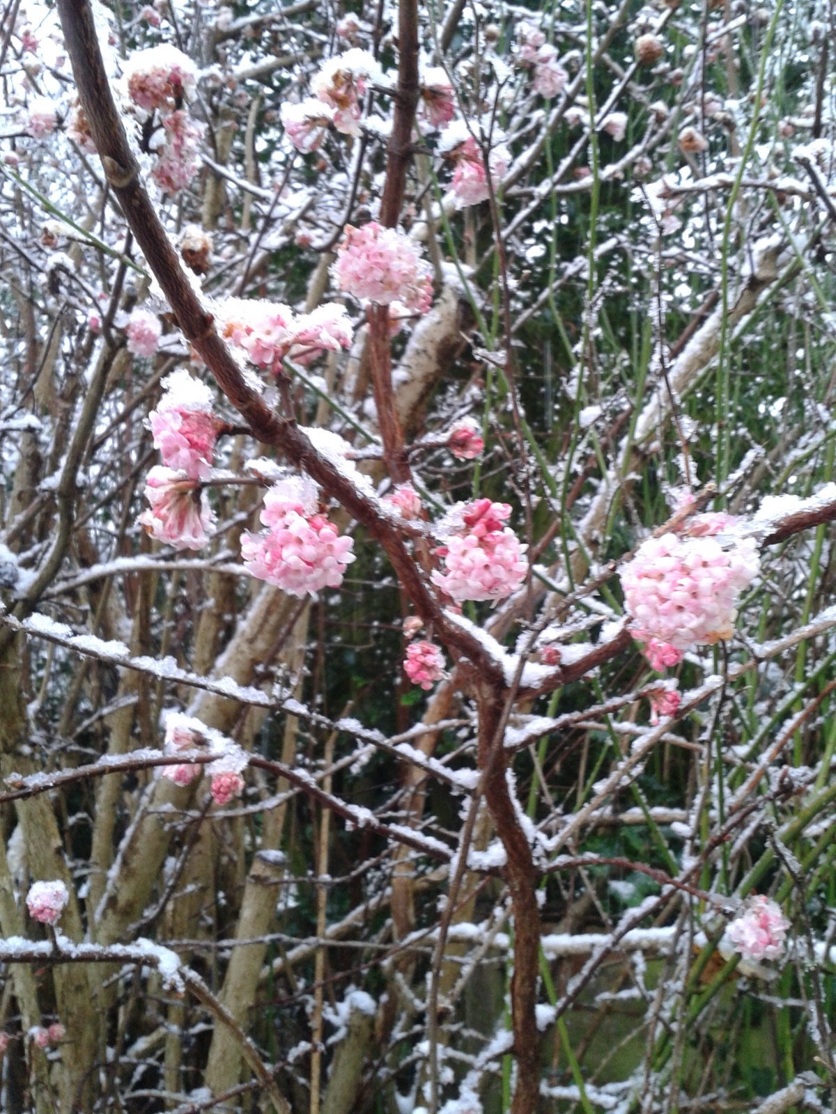 Winter_Flowering_Viburnum.jpg