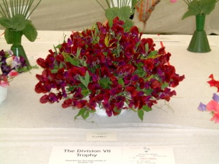 Sweet_Peas_1.jpg