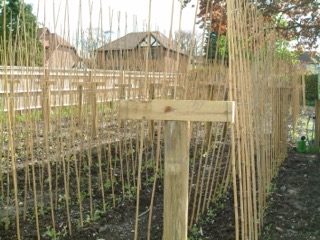 Sweet_Peas_4.jpg