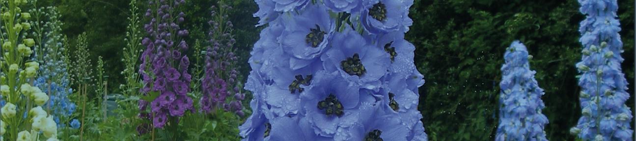 Delphiniums.jpg
