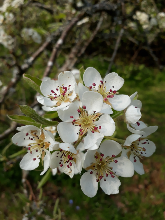 Apple Blossom