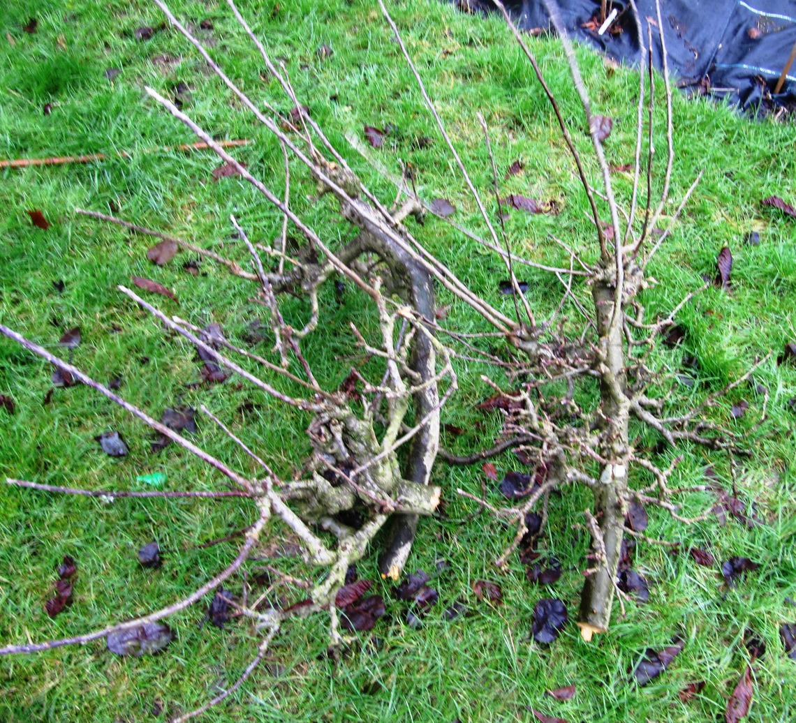 Apple tree prunings