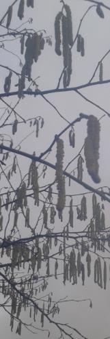 Catkins