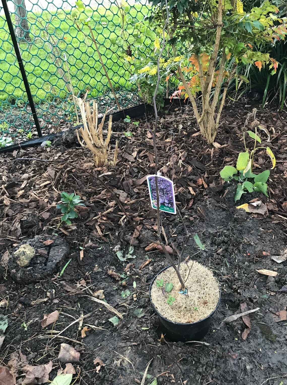 Cercis Canadensis 