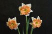 Daffodils 1