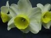 Daffodils 2