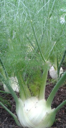 Florence Fennel