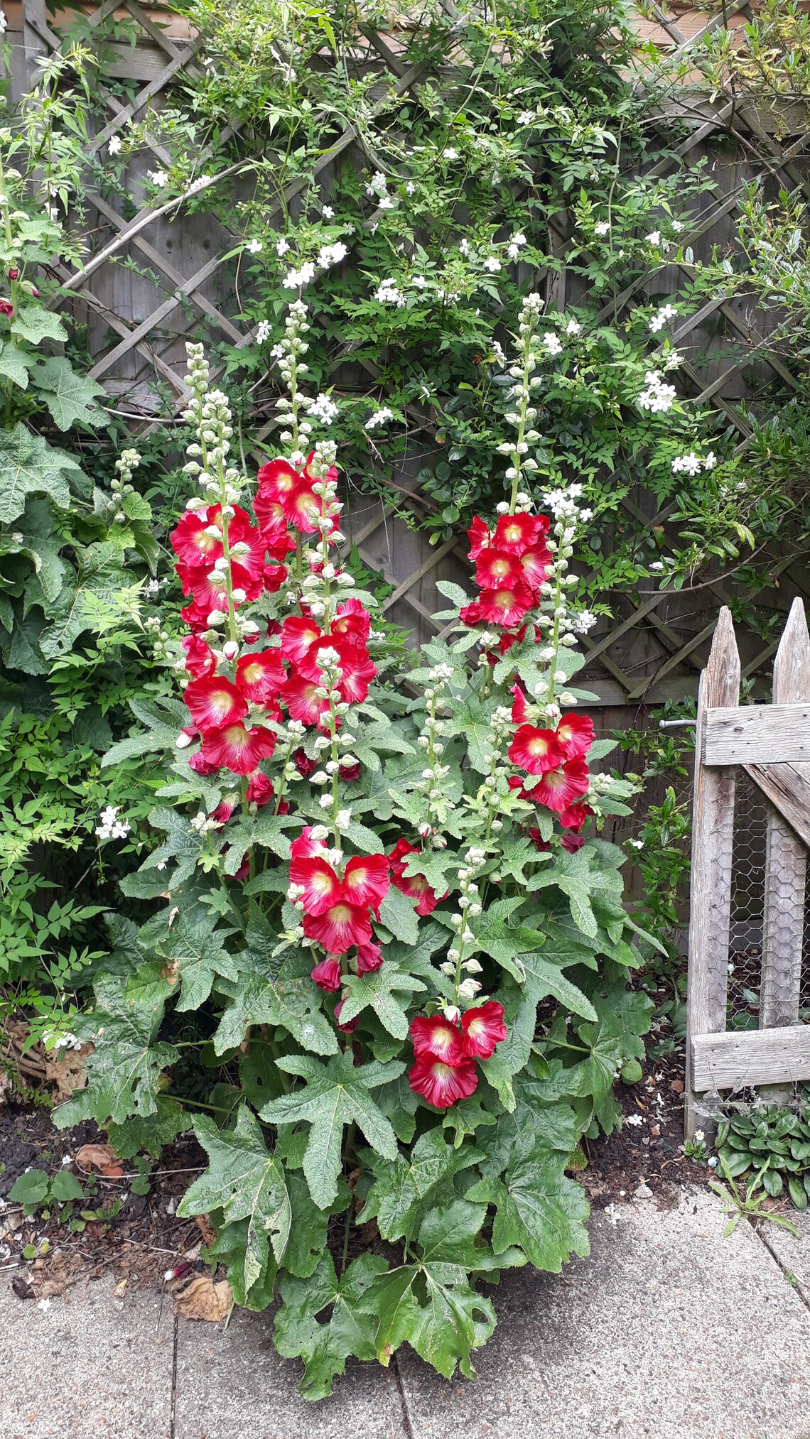 Hollyhocks