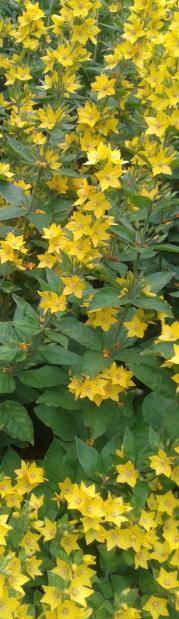 Loosestrife