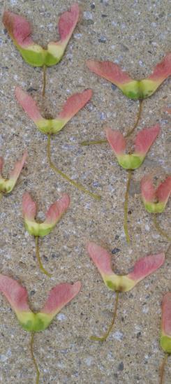 Maple Seeds