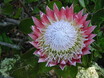 Protea