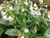 Pulmonaria Sissinghurst