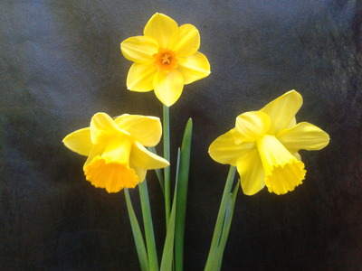Three Daffodils