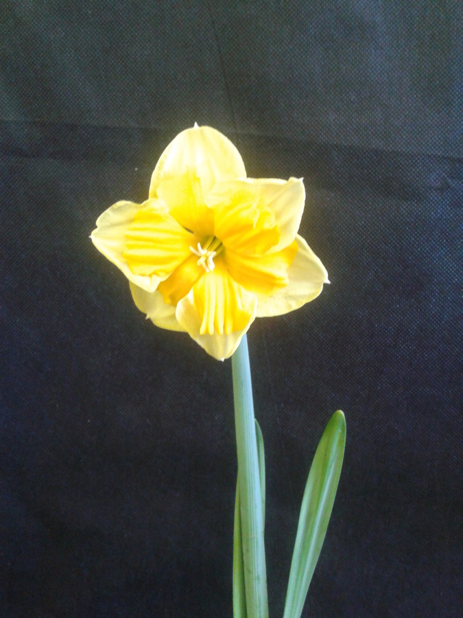 Daffodil