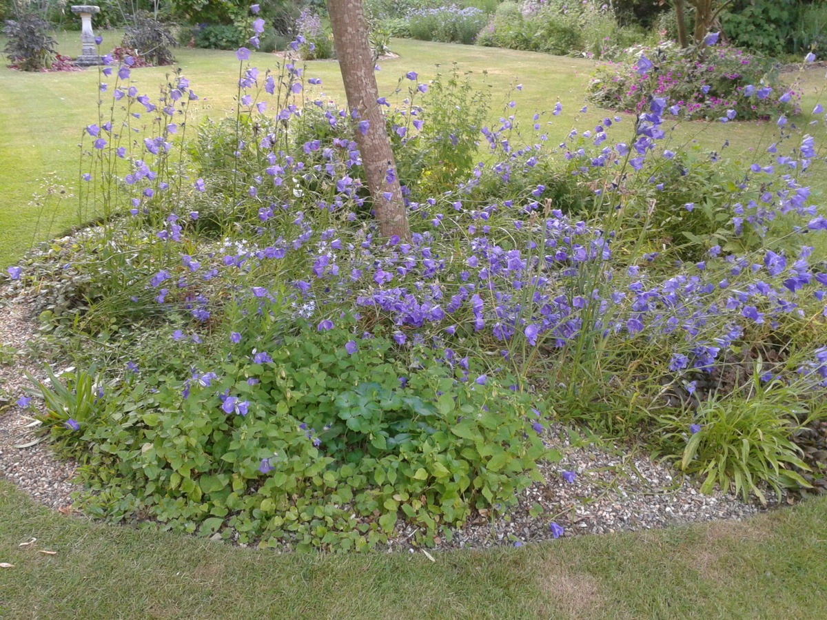 Campanula