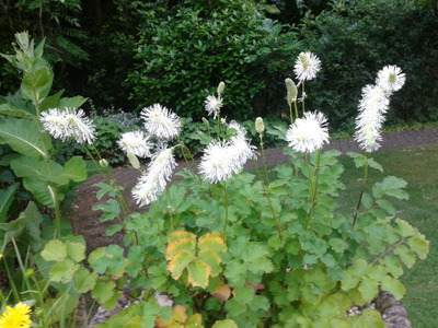 Sanguisorba