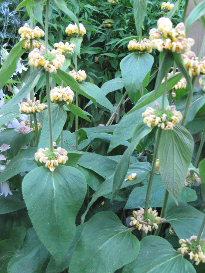 Phlomis