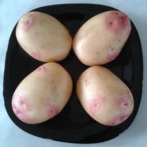 Prize Winning Potatoes