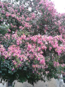 Beautiful Pink Flowery Tree