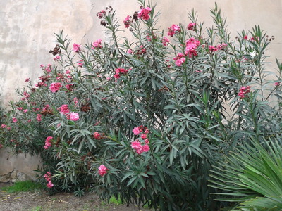 Oleander