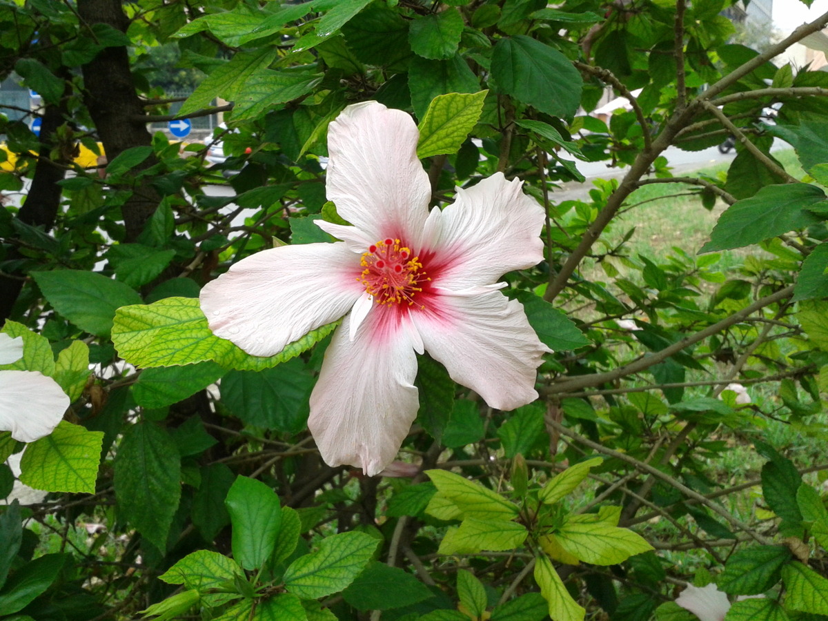 Hibiscus