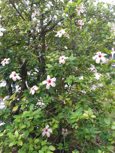 Hibiscus tree