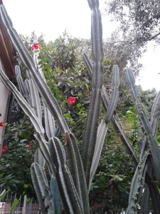 Large Cacti