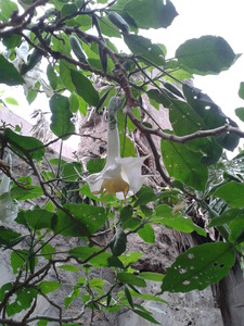 Angel's Trumpet