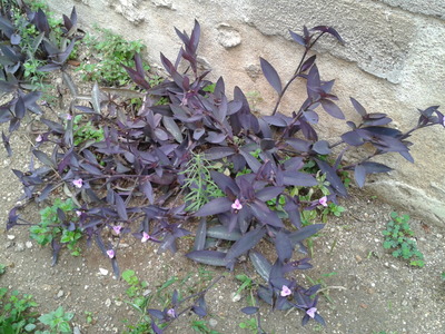 Tradescantia