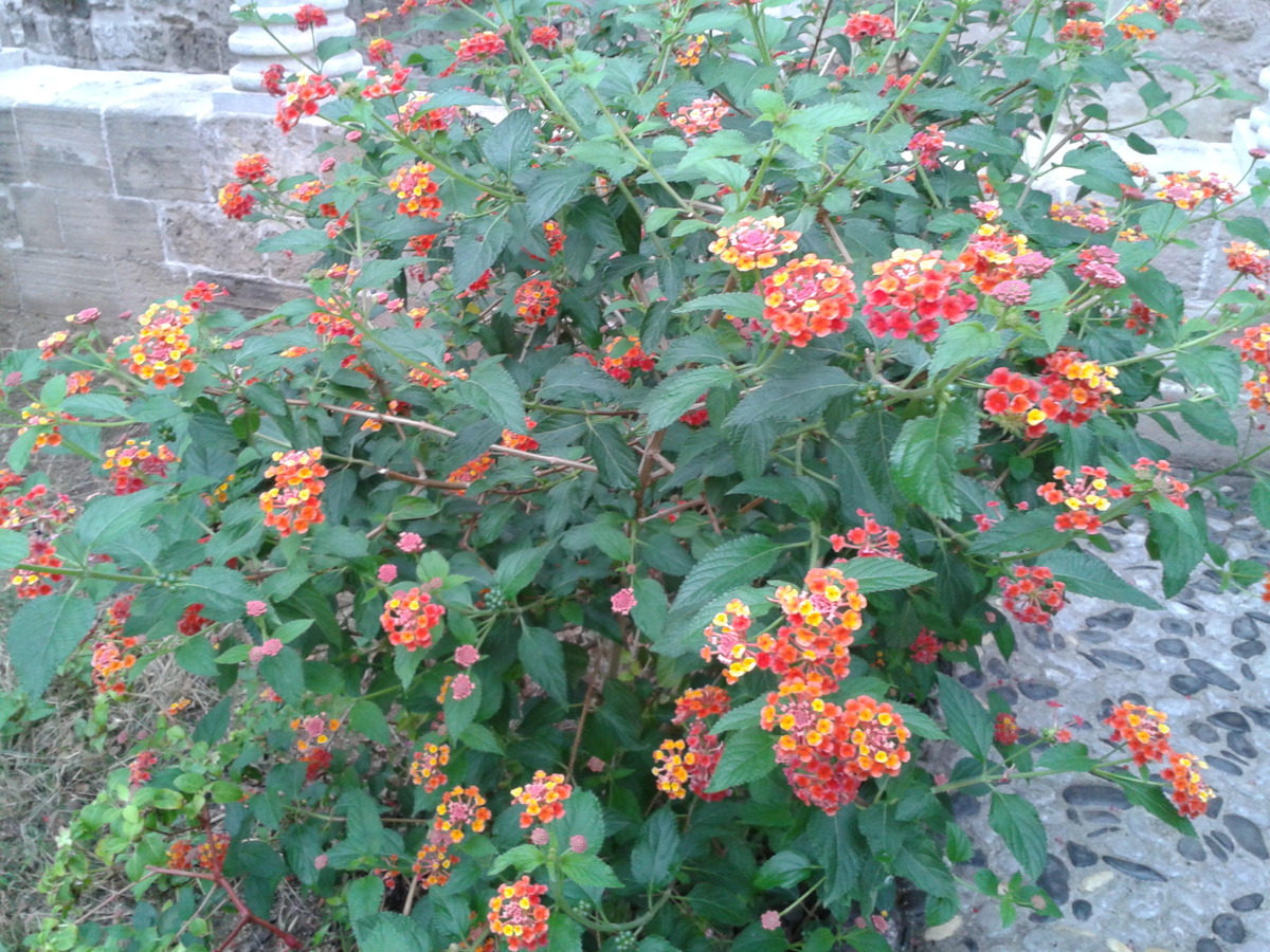 Lantana