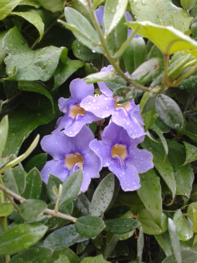 Convolvulus