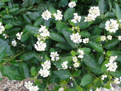 Lantana