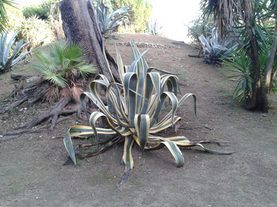 Agave, Palermo