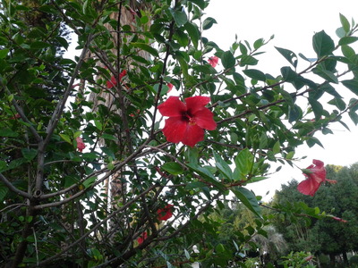 Red Hibiscus